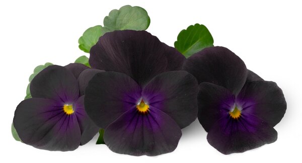 Véritable Lingot so semenami sirôtok čiernych, pre inteligentné kvetináče VLIN-F5-Pen059