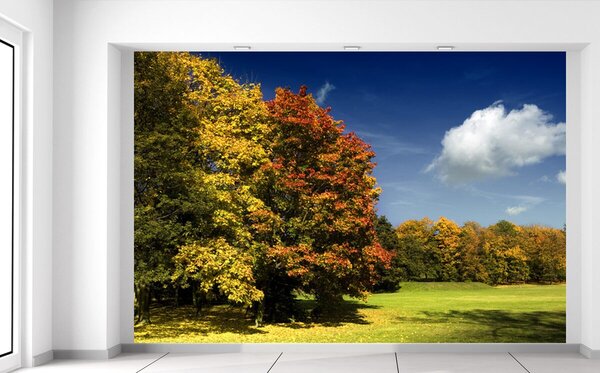 Gario Fototapeta Park v jeseni Veľkosť: 200 x 135 cm, Materiál: Latexová