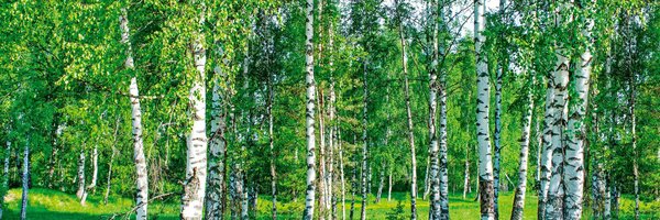DIMEX | Fototapeta do kuchyne Brezový háj KI-180-044 | 180 x 60 cm | zelená, biela, čierna