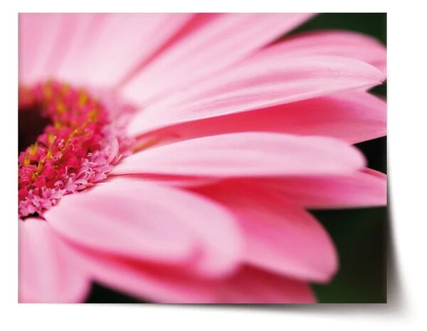 Sablio Plagát Ružová gerbera - 60x40 cm