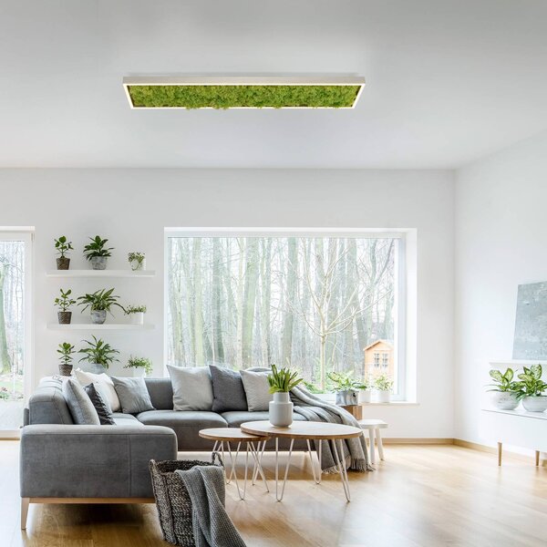 Stropné LED svetlo Green Knut so skutočným machom, Zelená, Obývacia izba / jedáleň, Moderný, Stropné svetlo