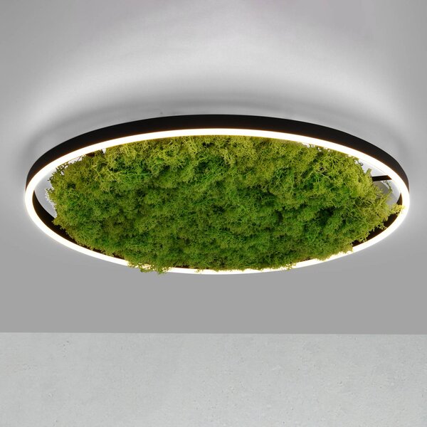 LED stropné svietidlo Green Ritus, mach stmievateľné Ø58,5cm, Zelená, Obývacia izba / jedáleň, Moderný, Závesné svietidlo