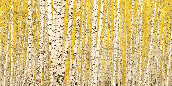 DIMEX | Plexisklo za kuchynskú linku PGT-08040-197 | 80 x 40 cm Žltý brezový háj