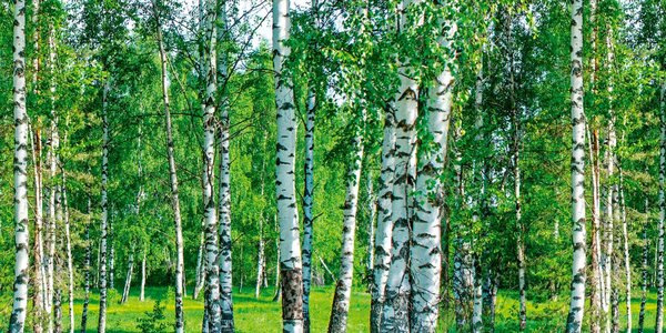 DIMEX | Plexisklo za kuchynskú linku PGT-08040-044 | 80 x 40 cm Brezový háj