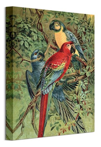 Art Group Obraz na plátne Vintage Papagáje Piddix Veľkosť: 30 x 40 cm