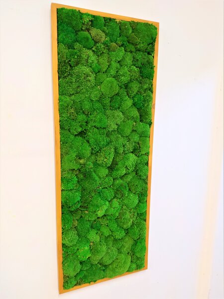 Machový obraz- kopčekový mach 100cm x 50cm