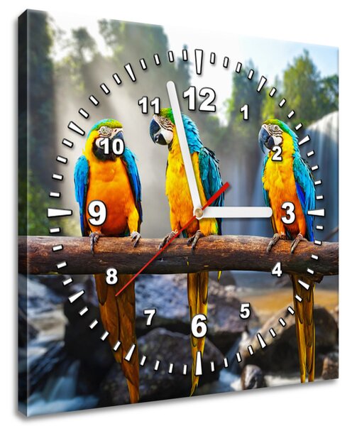 Obraz s hodinami Farebné papagáje Rozmery: 30 x 30 cm