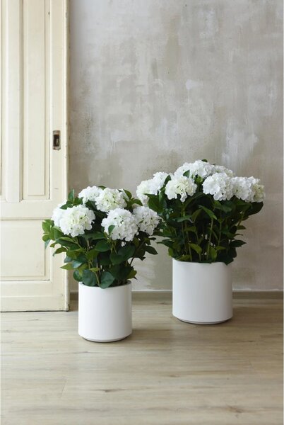 Umelá hortenzia HYDRANGEA v bielom kvetináči, výška 78 cm, modro - biela