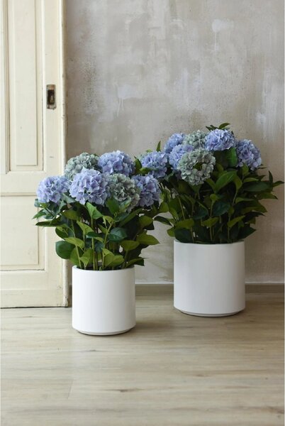 Eshop-kvetinace.sk Umelá hortenzia HYDRANGEA v bielom kvetináči, výška 78 cm, modrá