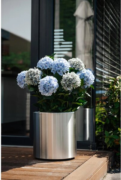 Eshop-kvetinace.sk Umelá hortenzia HYDRANGEA v bielom kvetináči, výška 78 cm, modrá