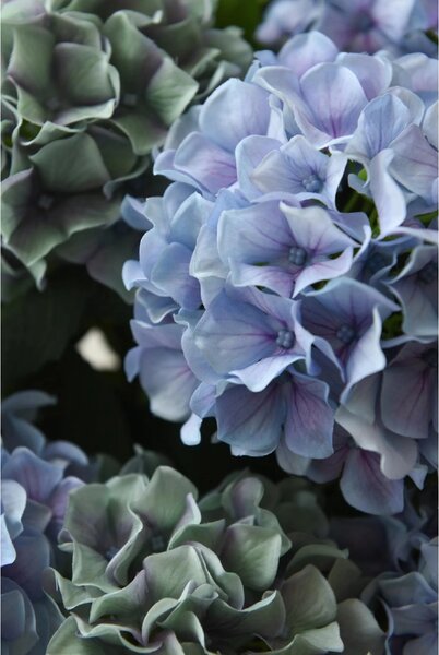 Eshop-kvetinace.sk Umelá hortenzia HYDRANGEA v bielom kvetináči, výška 78 cm, modrá