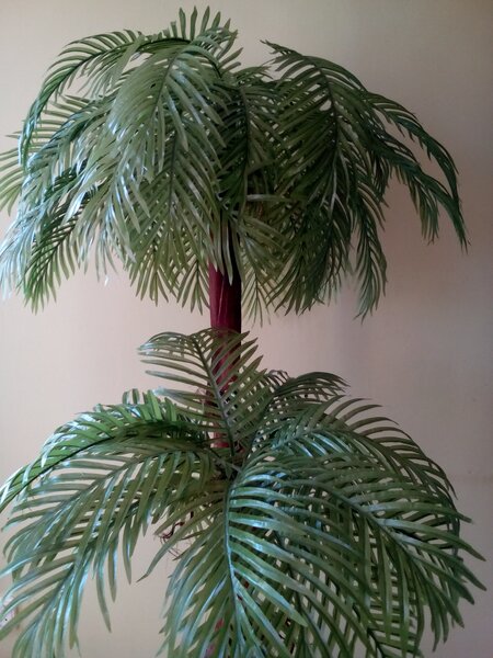 Dvojpalma- palma areca (s kôrou) 180 cm