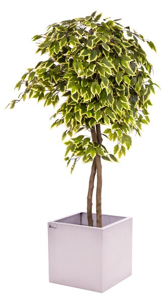 Umelý strom- Fikus panašovaný 180cm