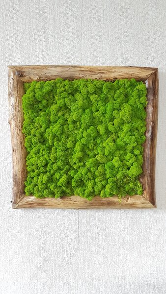 Machový obraz v masívnom ráme: 50cm x 50cm