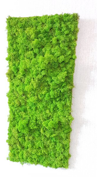 Machový panel 100 cm x 50 cm