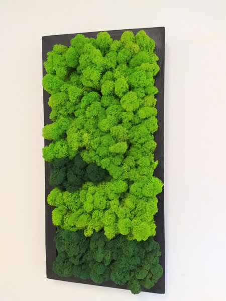 Machový obraz v čiernom drevenom ráme 50cm x 25cm