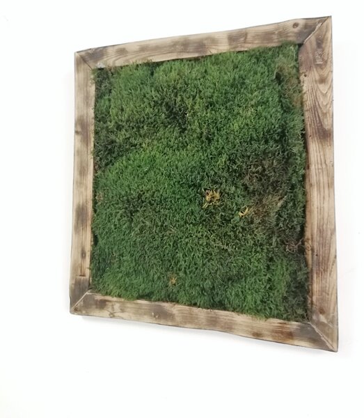Machový obraz- lesný mach 35cm x 35cm