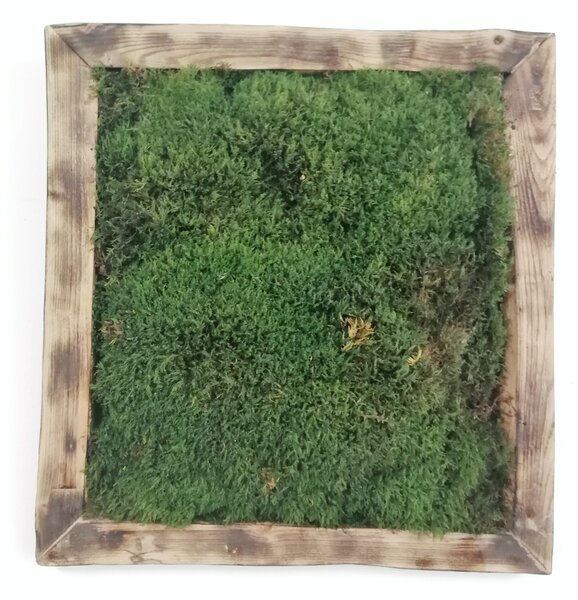 Machový obraz- lesný mach 35cm x 35cm