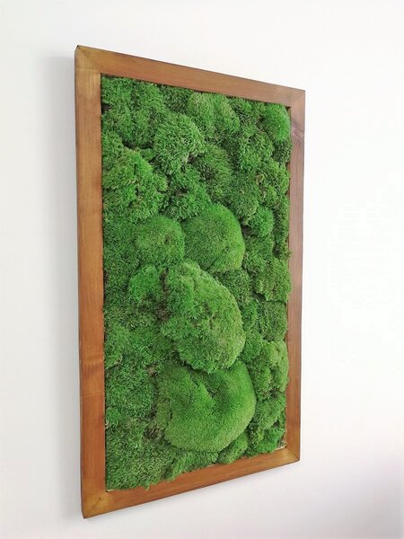 Machový obraz- kopčekový mach 80cm x 40cm