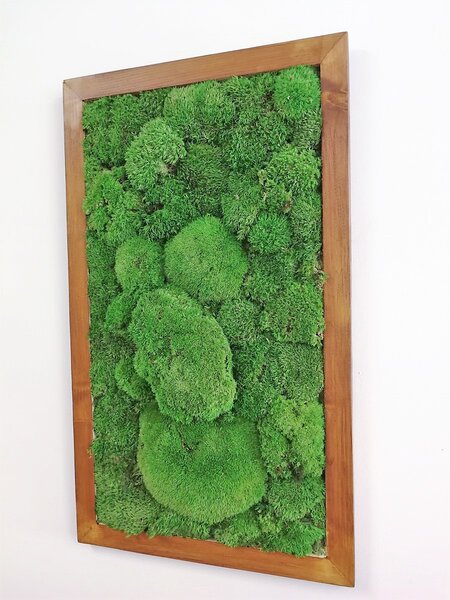 Machový obraz- kopčekový mach 80cm x 40cm
