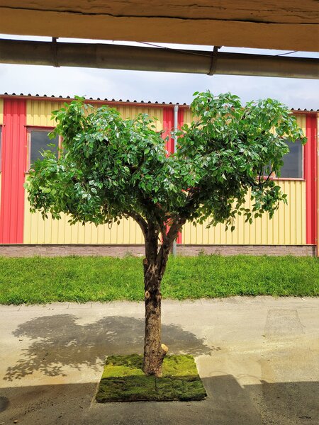 Umelý strom- Fikus gigant 300cm