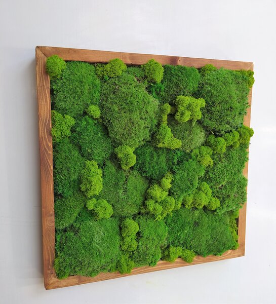 Machový obraz- kopčekový mach 35cm x 35cm