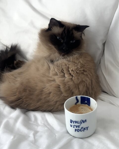Porcelánový hrnček Bydlím u své kočky 270 ml