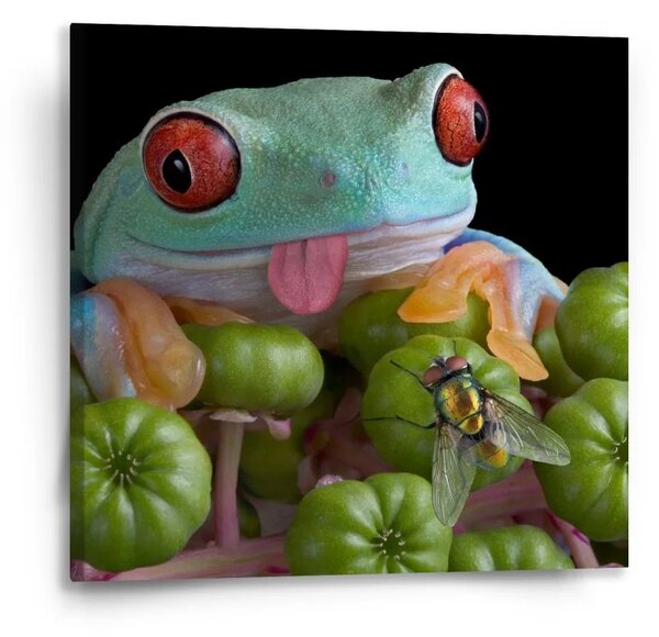 Sablio Obraz Veselá žaba - 50x50 cm