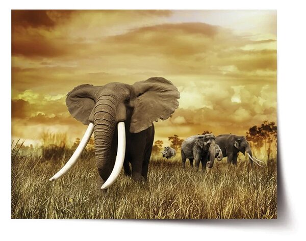 Sablio Plagát Slon Africký - 60x40 cm