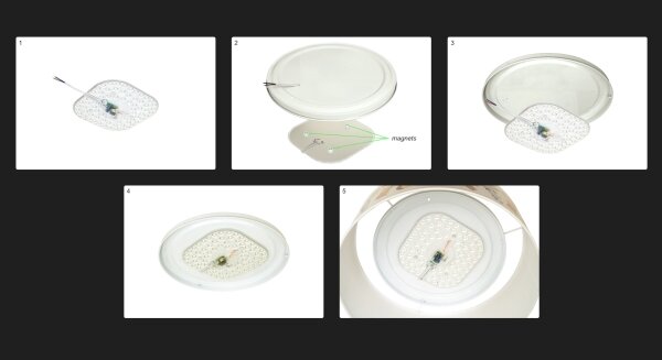 Duolla - LED Stropné svietidlo LUNETA LED/26W/230V pr. 60 cm 4000K hnedá/zlatá