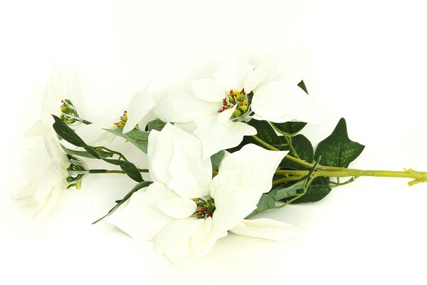 Vianočná ruža 5 kvetov biela 26x26x80cm