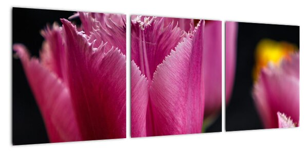 Tulipány - obrazy (Obraz 90x30cm)