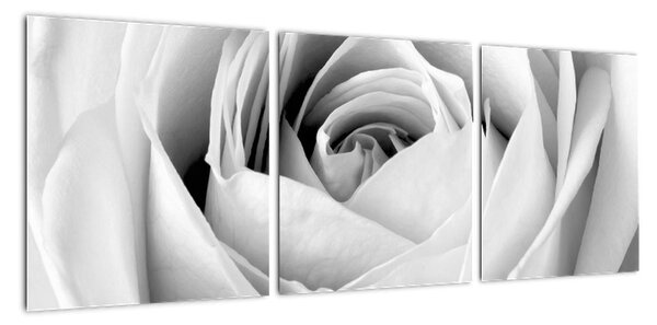Čiernobiely obraz ruže (Obraz 90x30cm)