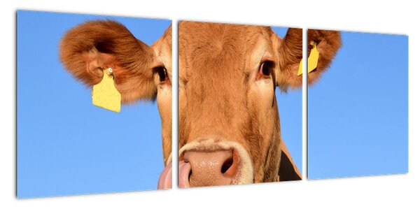 Obraz kravy (Obraz 90x30cm)