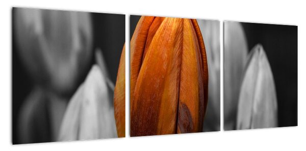 Oranžový tulipán medzi čiernobielymi - obraz (Obraz 90x30cm)
