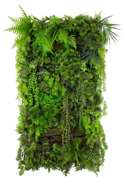 Vertical garden Mountain Pine
