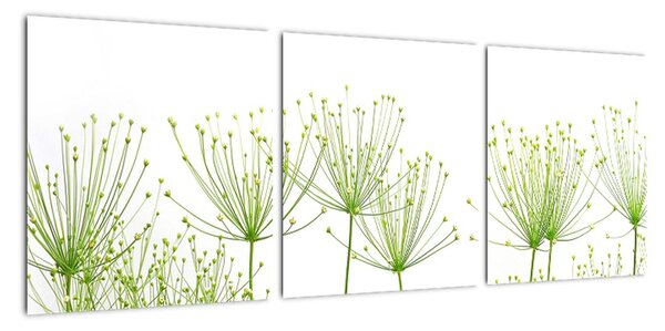 Obraz rastlín na bielom pozadí (Obraz 90x30cm)