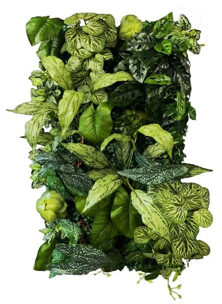 Vertical garden Coral Begonia