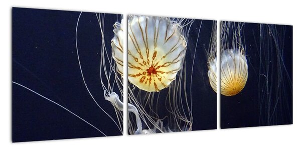 Obraz - medúzy (Obraz 90x30cm)