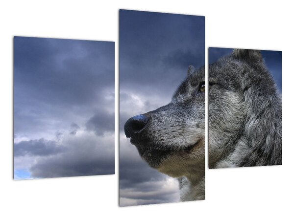 Obraz vlka (Obraz 90x60cm)