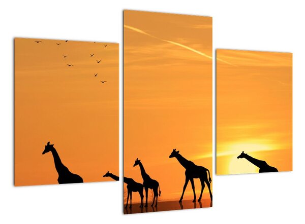 Moderný obraz - žirafy (Obraz 90x60cm)