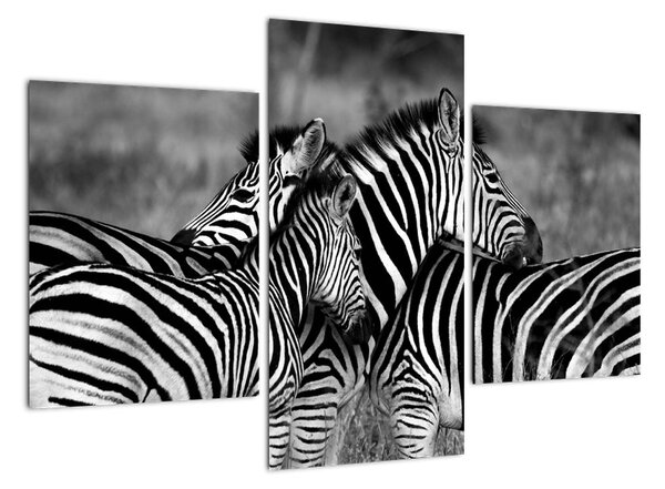 Obraz - zebry (Obraz 90x60cm)