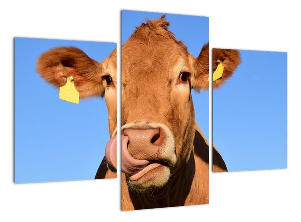 Obraz kravy (Obraz 90x60cm)
