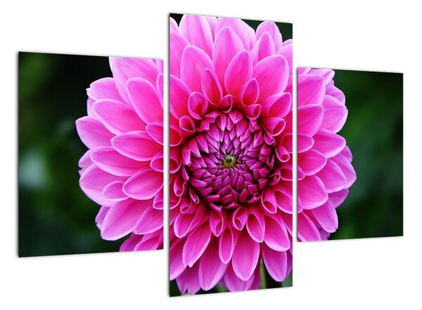 Obraz ružového kvetu (Obraz 90x60cm)