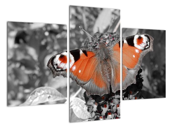 Oranžový motýľ - obraz (Obraz 90x60cm)