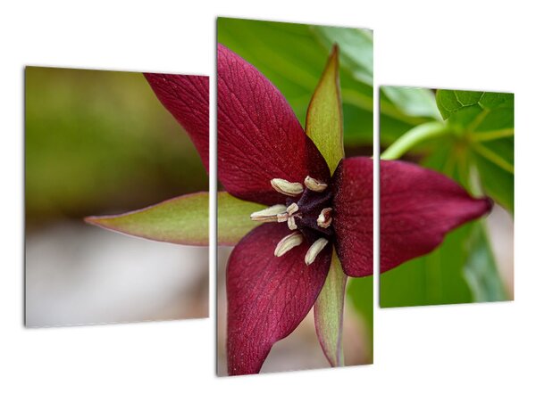 Kvitnúca rastlina - obrazy do domu (Obraz 90x60cm)