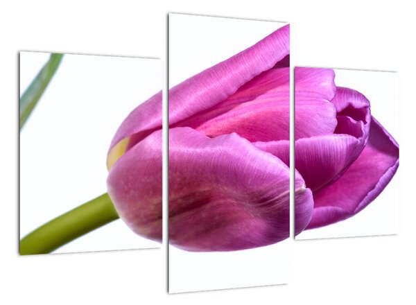 Obraz ružového tulipánu (Obraz 90x60cm)