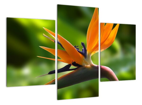 Detail kvetu - obraz (Obraz 90x60cm)