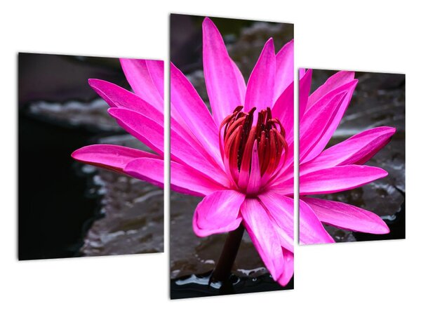 Obraz s detailom kvetu (Obraz 90x60cm)
