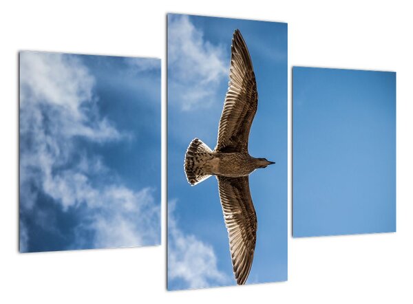 Obraz letiaceho vtáka (Obraz 90x60cm)